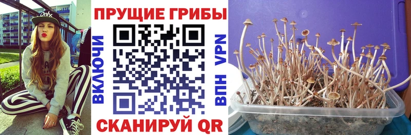 Галлюциногенные грибы прущие грибы  Циолковский 